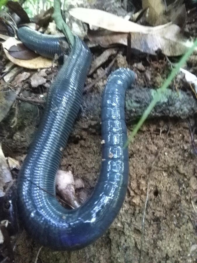 Sinharaja Forest Sanctuary 데니야야 외부 사진