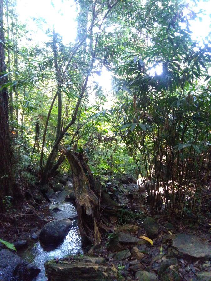 Sinharaja Forest Sanctuary 데니야야 외부 사진