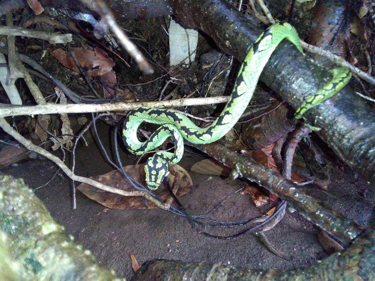 Sinharaja Forest Sanctuary 데니야야 외부 사진