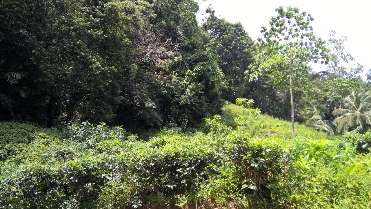 Sinharaja Forest Sanctuary 데니야야 외부 사진