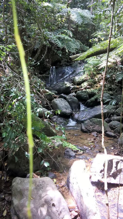 Sinharaja Forest Sanctuary 데니야야 외부 사진
