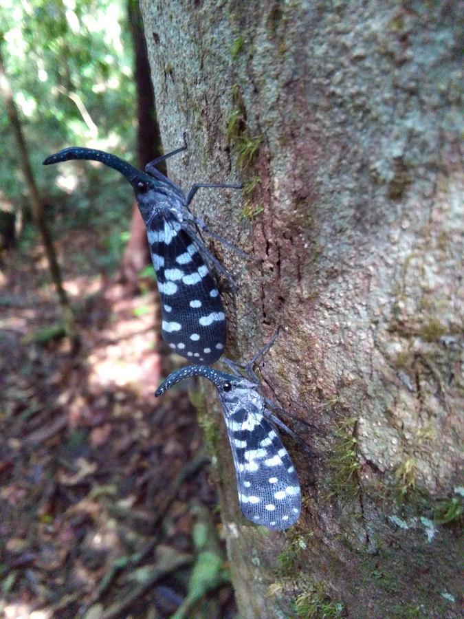 Sinharaja Forest Sanctuary 데니야야 외부 사진