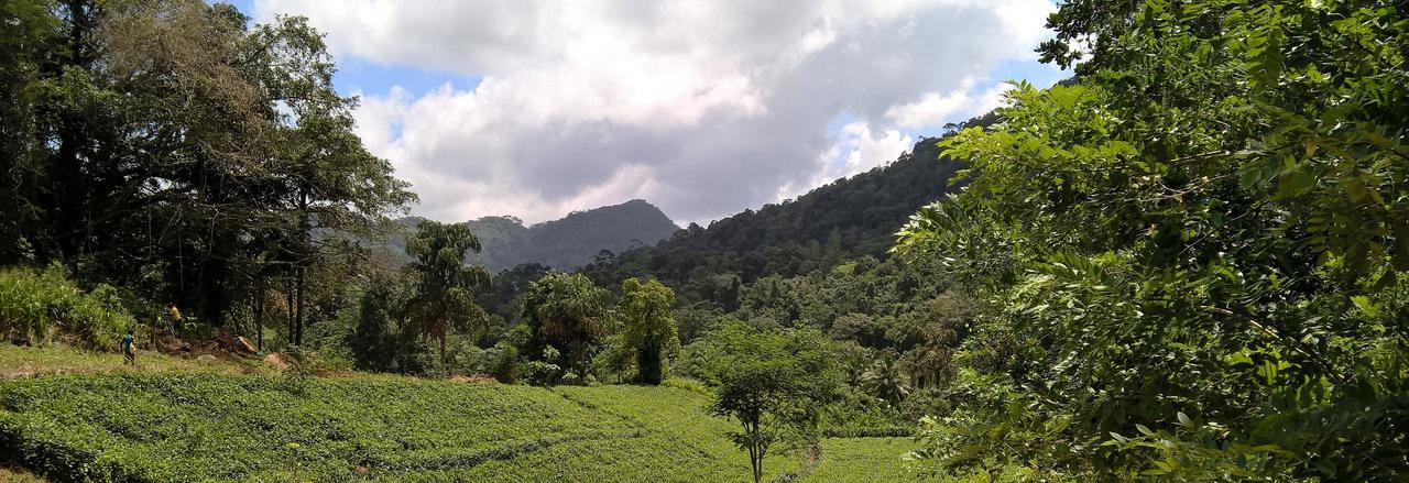 Sinharaja Forest Sanctuary 데니야야 외부 사진