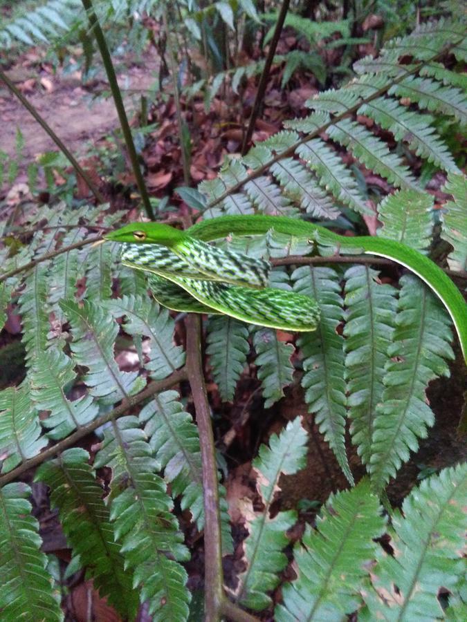 Sinharaja Forest Sanctuary 데니야야 외부 사진