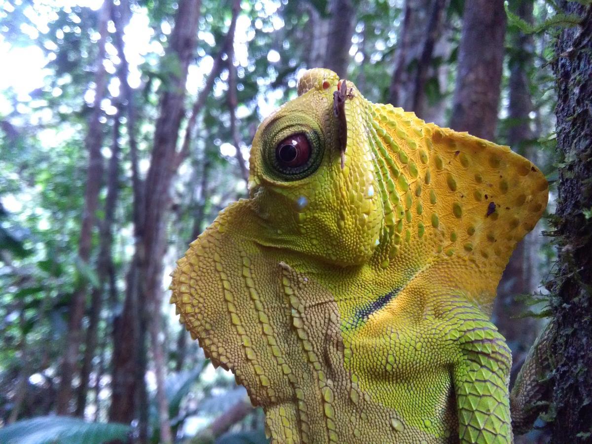 Sinharaja Forest Sanctuary 데니야야 외부 사진