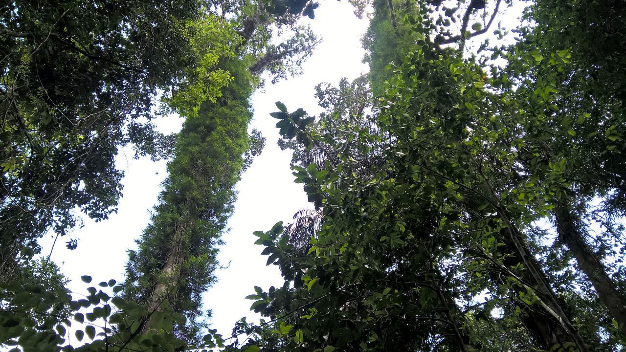 Sinharaja Forest Sanctuary 데니야야 외부 사진