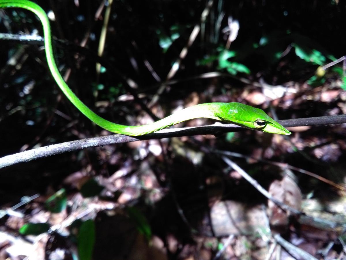 Sinharaja Forest Sanctuary 데니야야 외부 사진