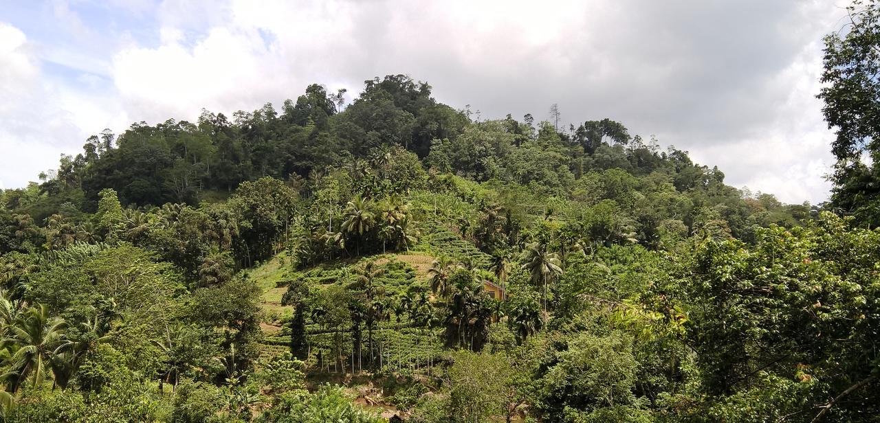 Sinharaja Forest Sanctuary 데니야야 외부 사진