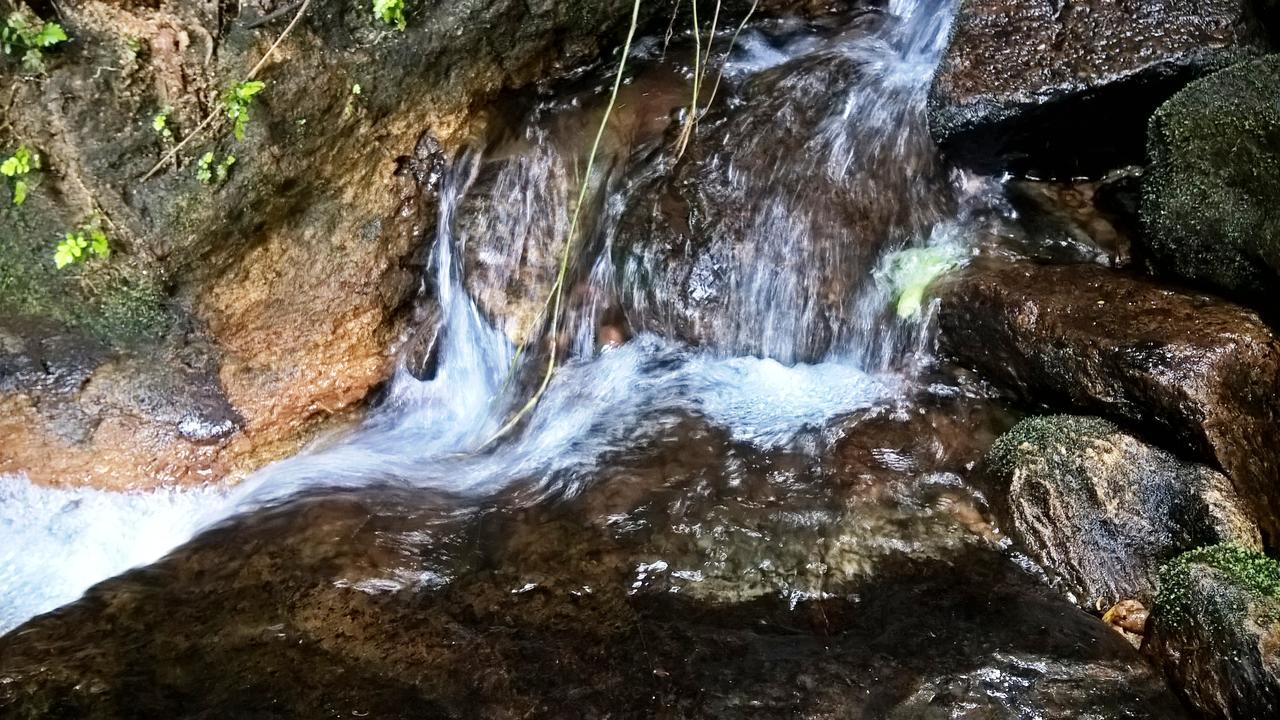 Sinharaja Forest Sanctuary 데니야야 외부 사진