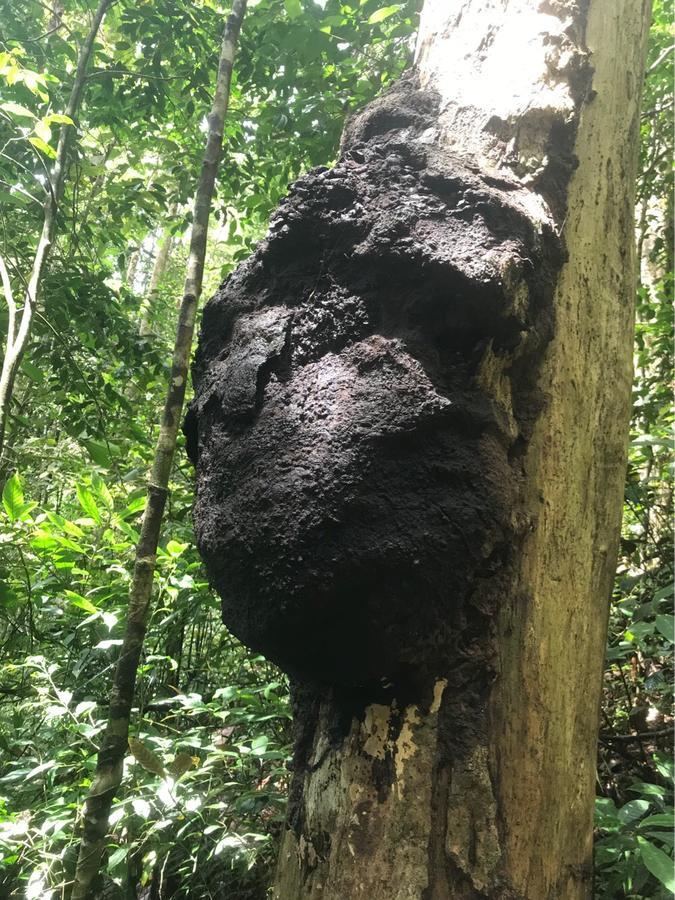 Sinharaja Forest Sanctuary 데니야야 외부 사진