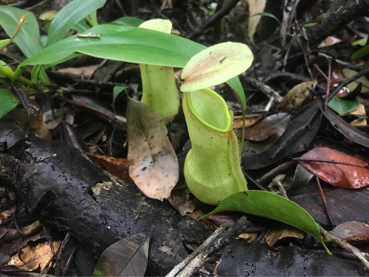 Sinharaja Forest Sanctuary 데니야야 외부 사진