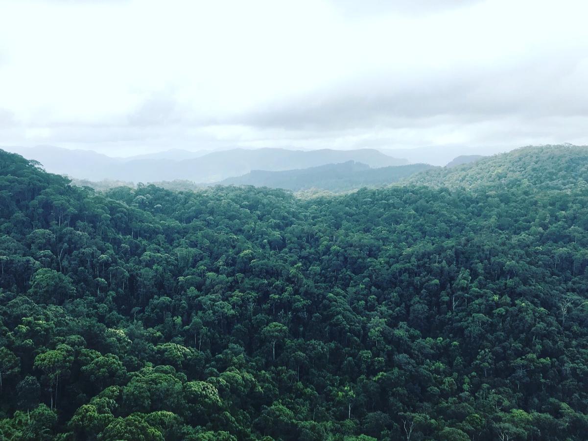 Sinharaja Forest Sanctuary 데니야야 외부 사진